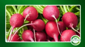 O rabanete e seus benefícios, 7 receitas para o dia a dia