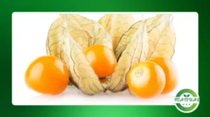 Delicie-se com a Physalis: Uma fruta versátil e cheia de benefícios!