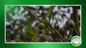 Jenipapo: conheça os benefícios dessa fruta para a saúde e como utilizá-la