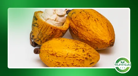 Os Superpoderes do Cacau: Por que Chocolate Amargo Faz Bem
