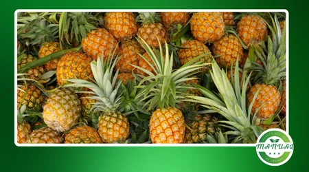 Benefícios do abacaxi no almoço e no jantar
