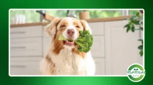 Os nutrientes do brócolis e como aproveitá-los melhor