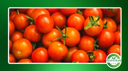 Tomate