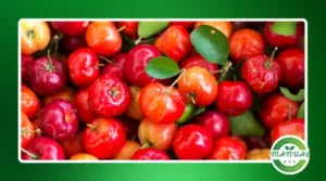 Os efeitos da acerola na imunidade